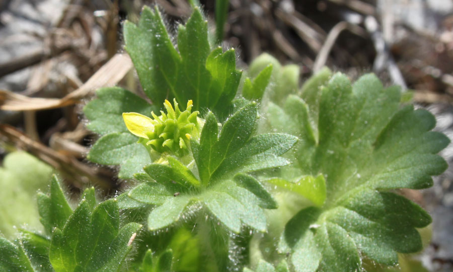 Ranunculus cfr. parviflorus L.